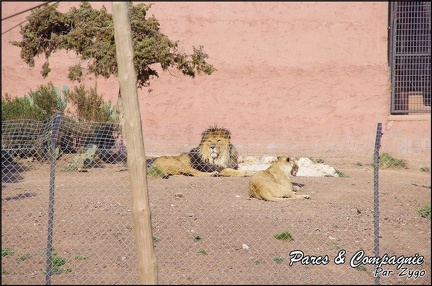 zoo frejus - Carnivores - lions - 057