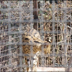 zoo frejus - Carnivores - serval