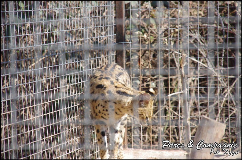 zoo_frejus_-_Carnivores_-_serval_-_061.jpg