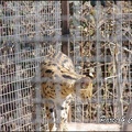 zoo frejus - Carnivores - serval - 061