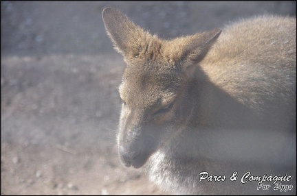 zoo frejus - Marsupiaux - Wallaby de Bennet - 083
