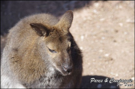 zoo frejus - Marsupiaux - Wallaby de Bennet - 084