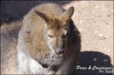 zoo frejus - Marsupiaux - Wallaby de Bennet - 085