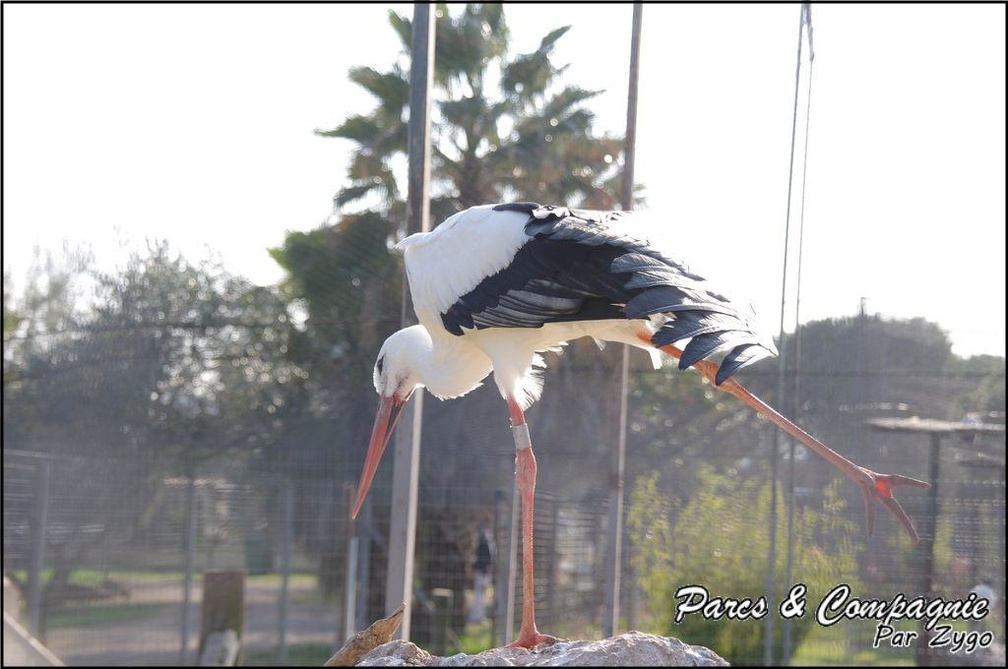 zoo frejus - Oiseaux -Cigognes - 086