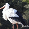 zoo frejus - Oiseaux -Cigognes - 088