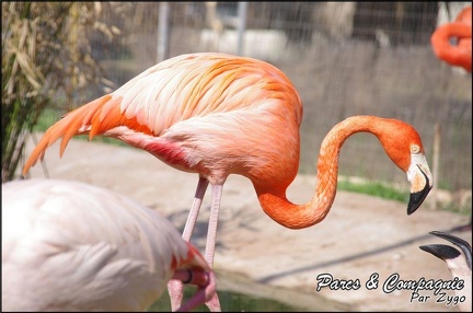 zoo frejus - Oiseaux -Flamants roses - 089