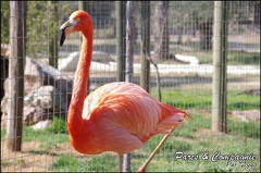 zoo frejus - Oiseaux -Flamants roses - 091