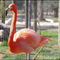 zoo frejus - Oiseaux -Flamants roses - 091