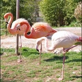 zoo frejus - Oiseaux -Flamants roses - 092