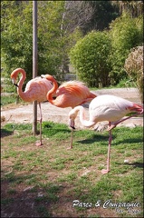 zoo frejus - Oiseaux -Flamants roses - 093