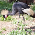 zoo frejus - Oiseaux -Grue couronnree - 094