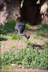 zoo frejus - Oiseaux -Grue couronnree - 095