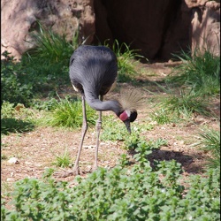 zoo frejus - Oiseaux -Grue couronnree