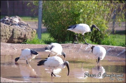 zoo frejus - Oiseaux -Ibis - 096