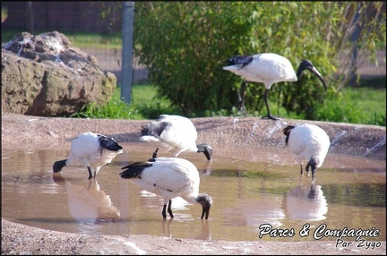 zoo frejus - Oiseaux -Ibis - 097