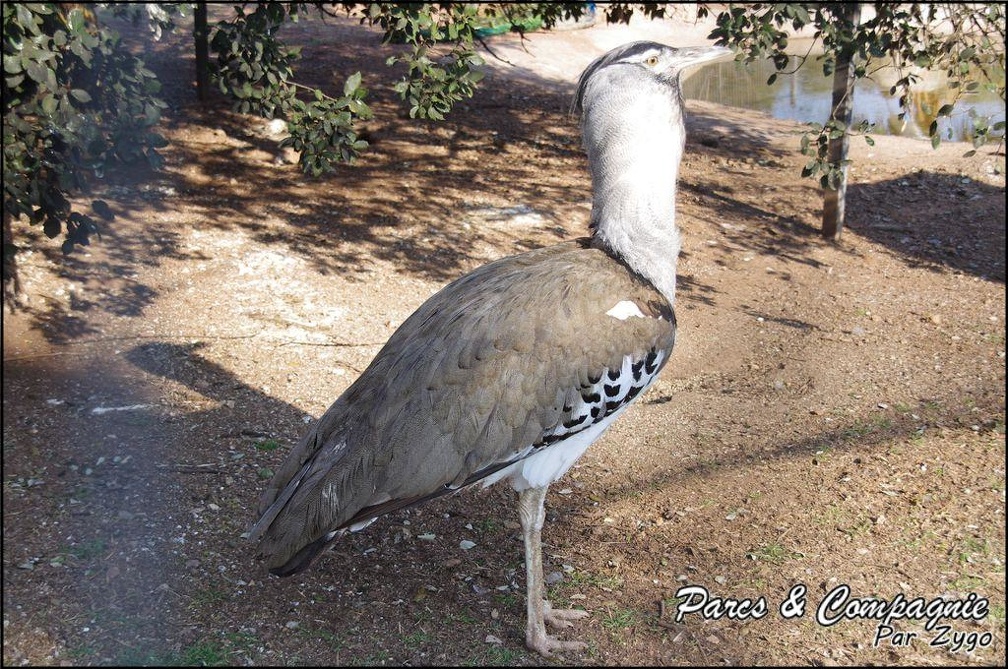 zoo frejus - Oiseaux -Outarde kori - 102
