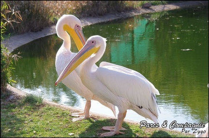 zoo frejus - Oiseaux -Pelicans - 105