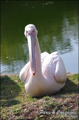 zoo frejus - Oiseaux -Pelicans - 106