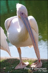 zoo frejus - Oiseaux -Pelicans - 107