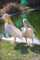 zoo frejus - Oiseaux -Pelicans - 108