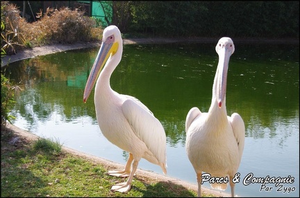 zoo frejus - Oiseaux -Pelicans - 109