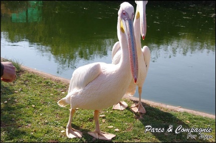 zoo frejus - Oiseaux -Pelicans - 110