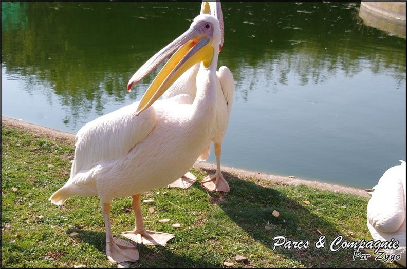 zoo_frejus_-_Oiseaux_-Pelicans_-_111.jpg