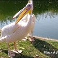 zoo frejus - Oiseaux -Pelicans - 111