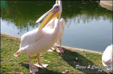 zoo frejus - Oiseaux -Pelicans - 111