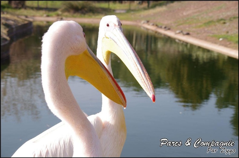 zoo_frejus_-_Oiseaux_-Pelicans_-_112.jpg