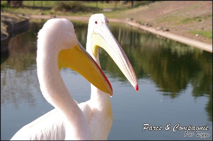 zoo frejus - Oiseaux -Pelicans - 112