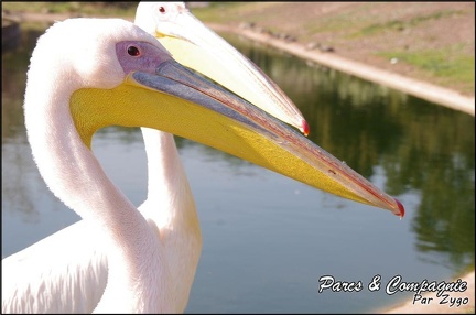 zoo frejus - Oiseaux -Pelicans - 113