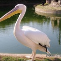 zoo frejus - Oiseaux -Pelicans - 114