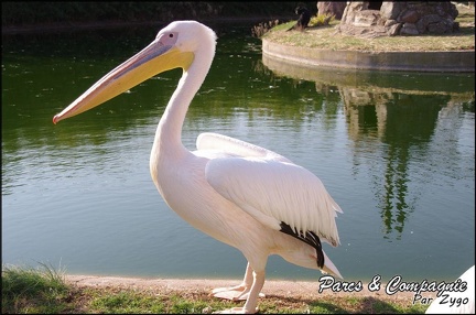zoo frejus - Oiseaux -Pelicans - 114
