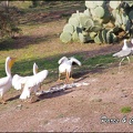 zoo frejus - Oiseaux -Pelicans - 115