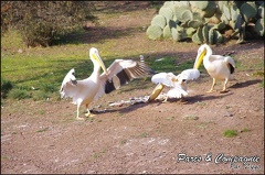 zoo frejus - Oiseaux -Pelicans - 116