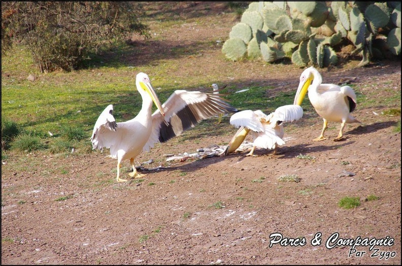 zoo_frejus_-_Oiseaux_-Pelicans_-_116.jpg