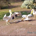 zoo frejus - Oiseaux -Pelicans - 116
