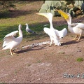 zoo frejus - Oiseaux -Pelicans - 117