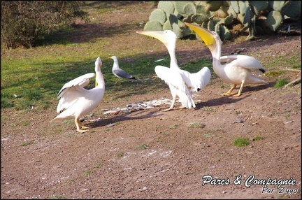 zoo frejus - Oiseaux -Pelicans - 117