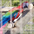 zoo frejus - Oiseaux -Perroquets - 118
