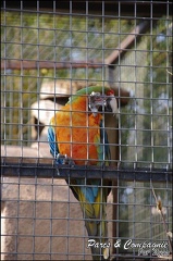 zoo frejus - Oiseaux -Perroquets - 119