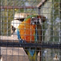 zoo frejus - Oiseaux -Perroquets - 119