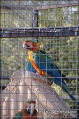 zoo frejus - Oiseaux -Perroquets - 120