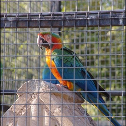 zoo frejus - Oiseaux -Perroquets