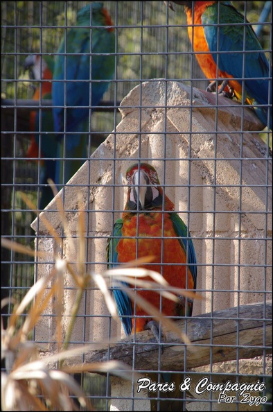 zoo_frejus_-_Oiseaux_-Perroquets_-_121.jpg