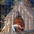 zoo frejus - Oiseaux -Perroquets - 121