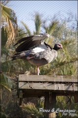 zoo frejus - Oiseaux - Chauna huppe - 129