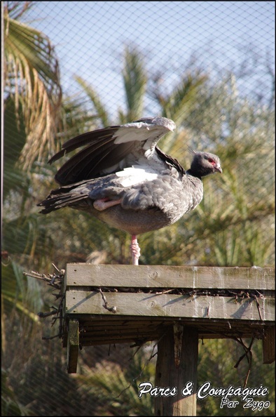 zoo frejus - Oiseaux - Chauna huppe - 129