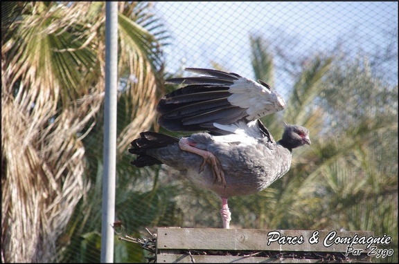 zoo frejus - Oiseaux - Chauna huppe - 131